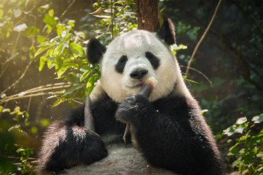Çin'deki Dev Panda ayısı