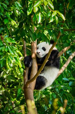 Çin'deki Dev Panda ayısı