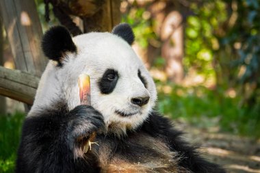 Çin'deki Dev Panda ayısı