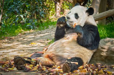 Çin'deki Dev Panda ayısı