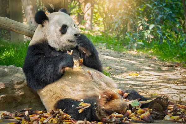 Orso panda gigante in Cina — Foto Stock