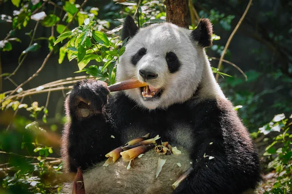 중국에서 거 대 한 팬더 곰 — 스톡 사진