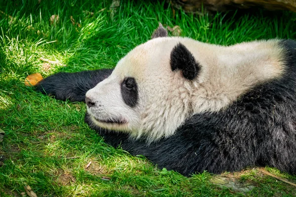 Giant Panda Červená v Číně — Stock fotografie