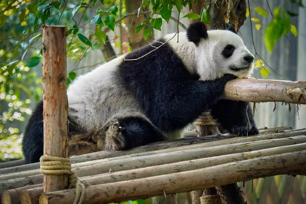 Urso Panda Gigante na China — Fotografia de Stock