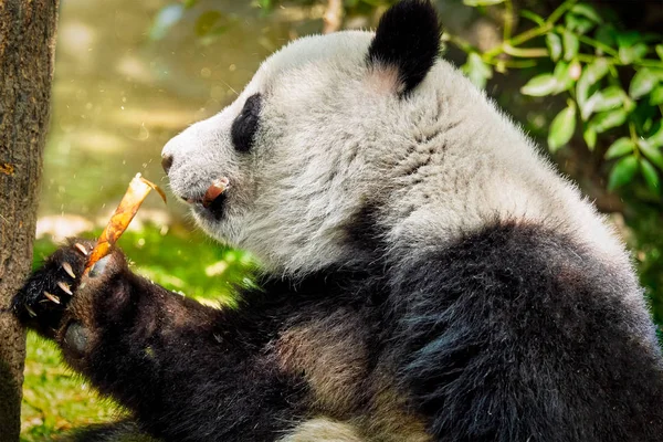 Chinesisches Touristensymbol Und Attraktion Riesenpandabär Frisst Bambus Chengdu Sichuan China — Stockfoto