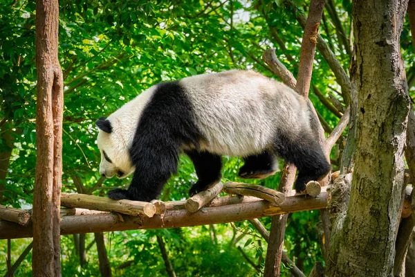 大熊猫在中国 — 图库照片