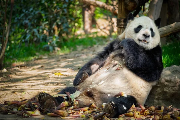 Orso panda gigante in Cina — Foto Stock