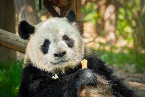 Orso panda gigante in Cina — Foto Stock