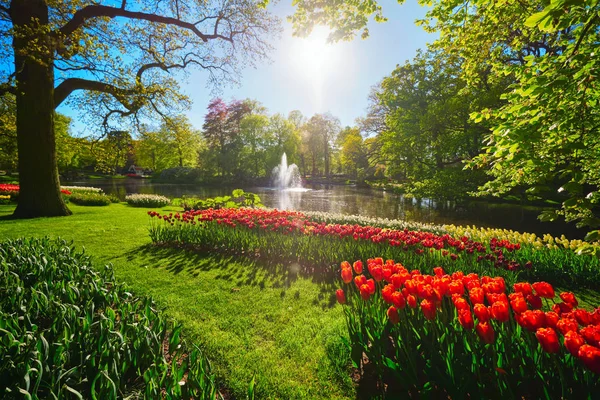 Keukenhof jardín de flores. Lisse, Países Bajos . — Foto de Stock