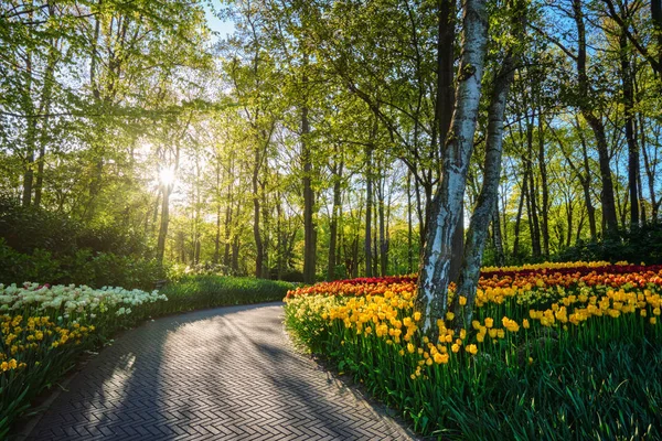 Keukenhof virágos kert. Lisse, Hollandia. — Stock Fotó