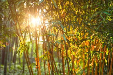 Bambu ile parlayan güneş yaprakları 