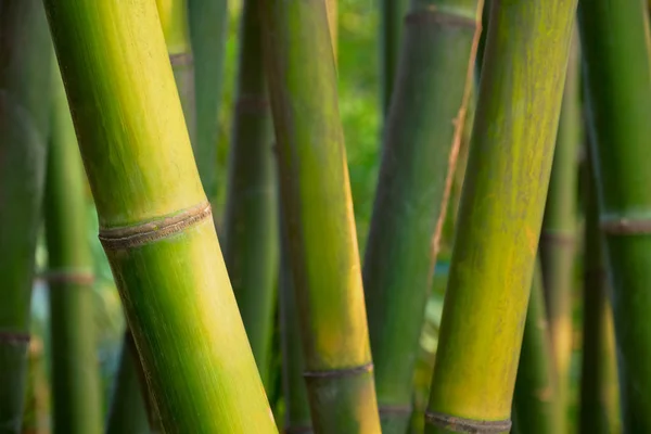 Bambu perto no bosque de bambu — Fotografia de Stock