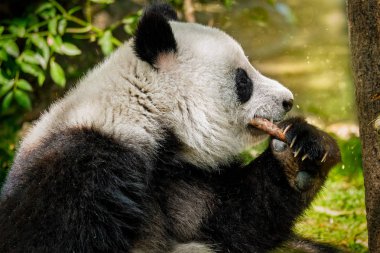 Çin'deki Dev Panda ayısı