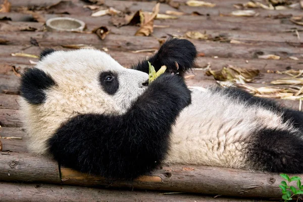 Гигантский медведь панда в Китае — стоковое фото