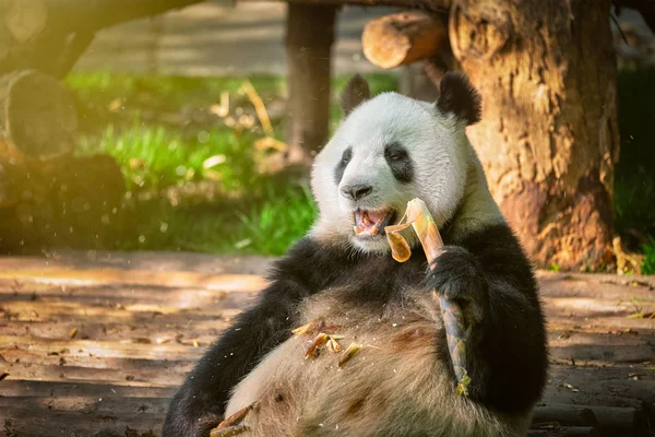 Giant Panda Bear in China — Stockfoto