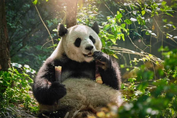 Гигантский медведь панда в Китае — стоковое фото