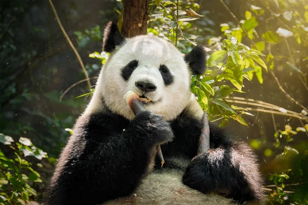 Giant Panda Bear w Chinach — Zdjęcie stockowe