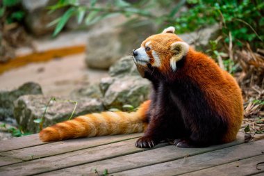 Red panda lesser panda  clipart