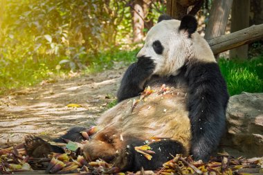 Çin'deki Dev Panda ayısı