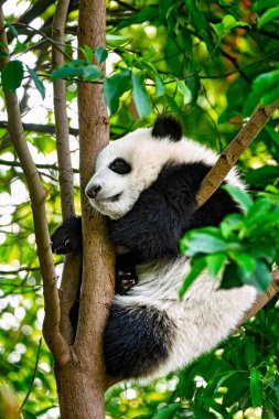 Çin'deki Dev Panda ayısı