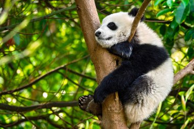 Çin'deki Dev Panda ayısı