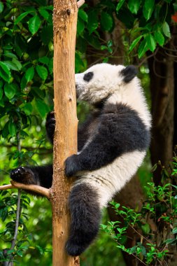 Çin'deki Dev Panda ayısı