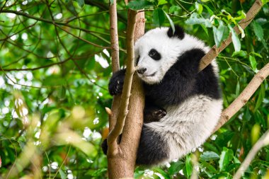 Çin'deki Dev Panda ayısı