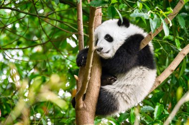 Giant panda bear in China clipart