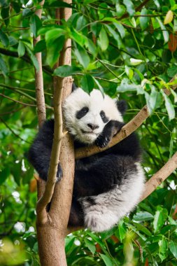 Çin'deki Dev Panda ayısı