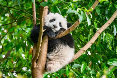 Çin'deki Dev Panda ayısı