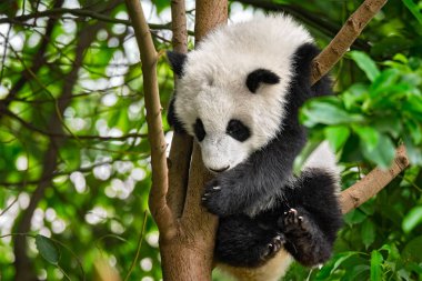 Çin'deki Dev Panda ayısı