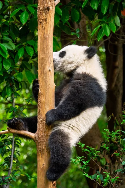 Oso Panda Gigante en China —  Fotos de Stock