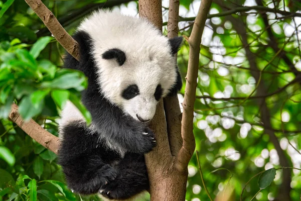 Oso Panda Gigante en China —  Fotos de Stock