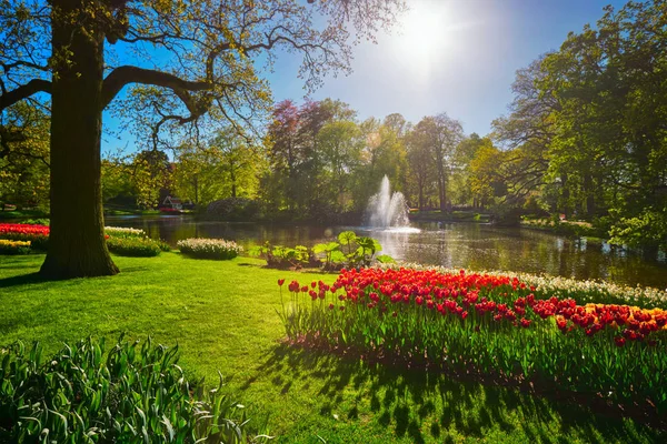 쿠 꽃 정원입니다. 리 쎄, 네덜란드. — 스톡 사진