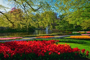 Keukenhof Çiçek Bahçesi. Lisse, Hollanda.