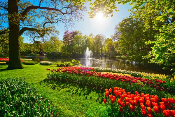 Keukenhof flower garden. Lisse, the Netherlands. — Stock Photo, Image