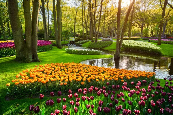 Keukenhof květinové zahrady. Lisse, Nizozemsko. — Stock fotografie