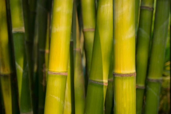 Bamboo close up in bamboo grove — Stock Photo, Image