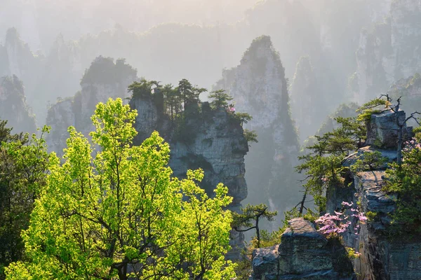 Zhangjiajie bergen, China — Stockfoto