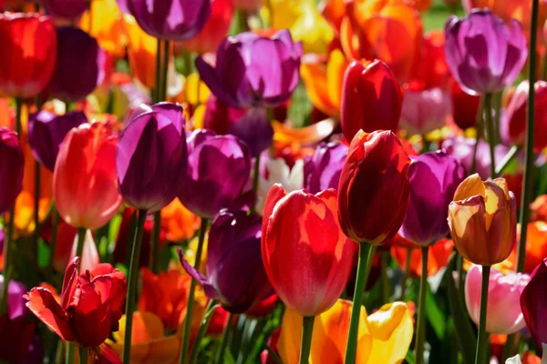 Blooming tulips flowerbed in Keukenhof flower garden, Netherland — Stock Photo, Image