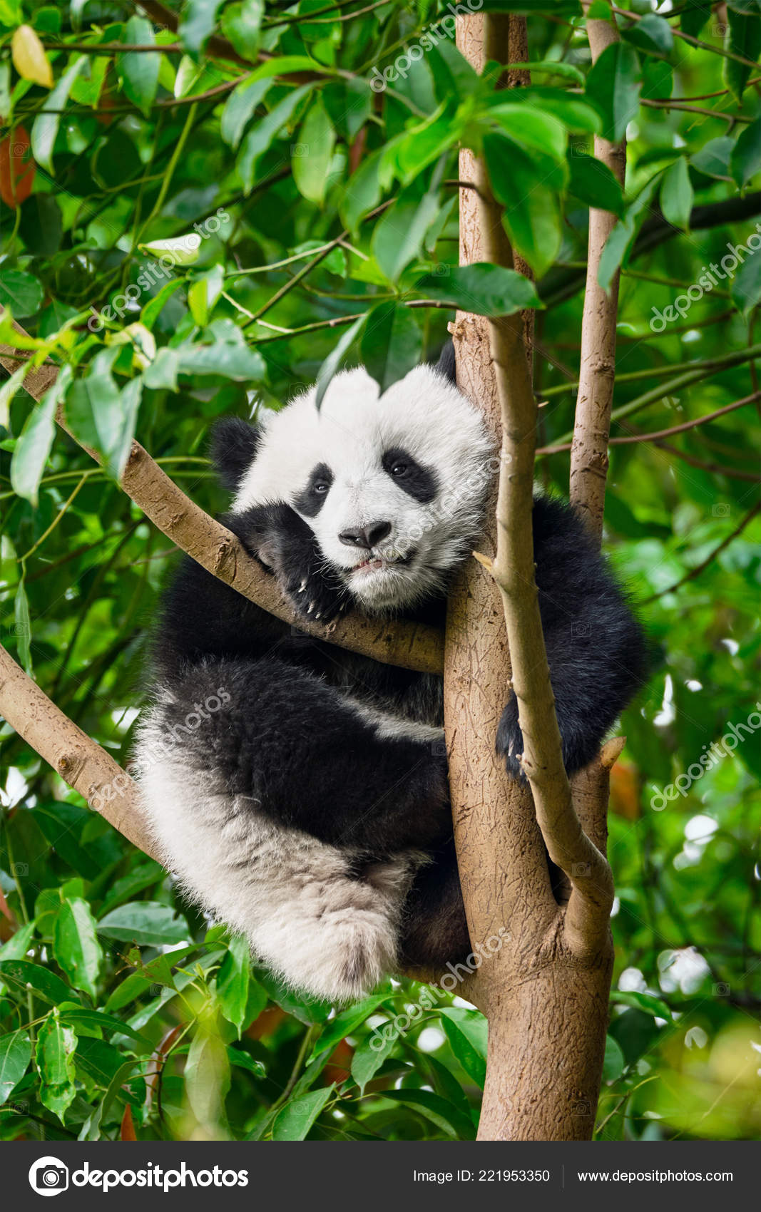 Giant panda bear in China Stock Photo by ©DmitryRukhlenko 221953350