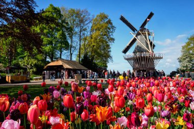 Lale flowerbed çiçek açan ve Keukenhof çiçek garde içinde yel değirmeni