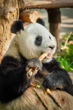 Giant panda bear in China clipart