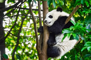 Çin'deki Dev Panda ayısı