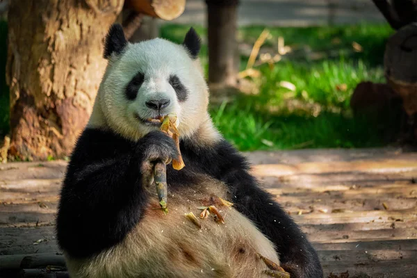 Orso panda gigante in Cina — Foto Stock