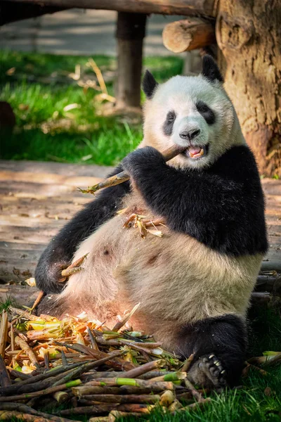 Orso panda gigante in Cina — Foto Stock