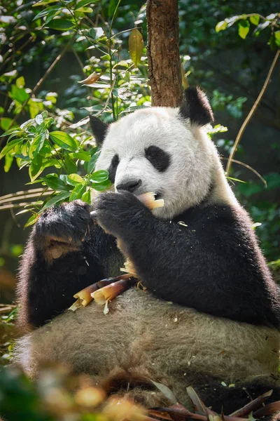 Гігантська панда в Китаї — стокове фото
