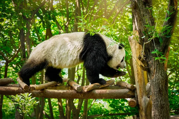 Giant Panda Bear w Chinach — Zdjęcie stockowe