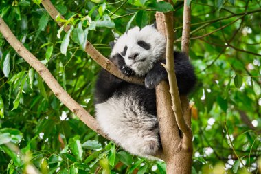 Çin'deki Dev Panda ayısı