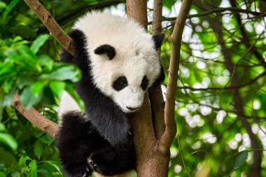 Çin'deki Dev Panda ayısı